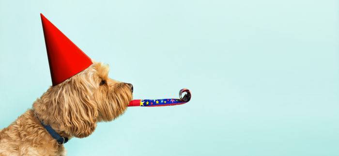 Cute dog celebrating with red pary hat and blow-out against a blue background and copy space to side